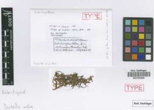 Isotachis indica Mitt. [isotype]