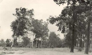 Wald am Dorfrand von Stradow : Lěs na kromje Tšadowa (Delnja Łužica)