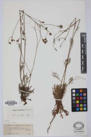Tolpis coronopifolia (Desf.) Biv.