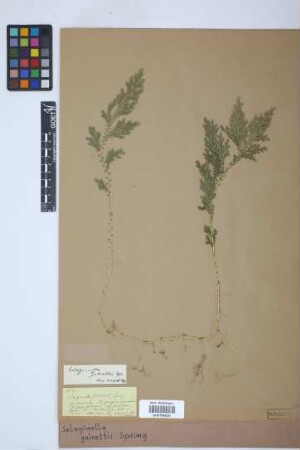 Selaginella galeottii Spring