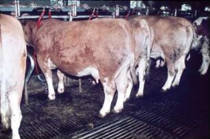 Fotografie: Milchviehhaltung, Stallsystem, Anbindestall, Gummimatte, Gitterrost