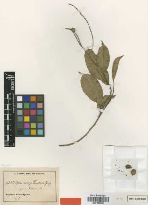 Ophiobotrys zenkeri Gilg [type]