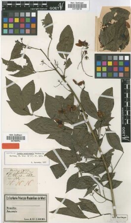 Cassia acutisepala Benth. [isotype]