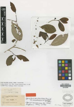 Saia membranacea Urb. [type]