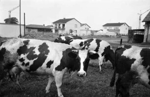 Bewirtschaftung des städtischen Gutshofs Rüppurr durch den Pächter Eugen Denninger.