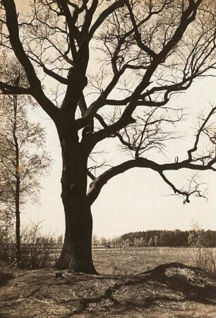 Schwepnitz. Eiche (Quercus) am Hinteren Teich
