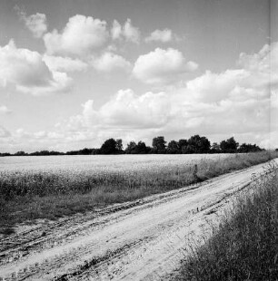 Wirtschaftsweg: links Rapsfeld