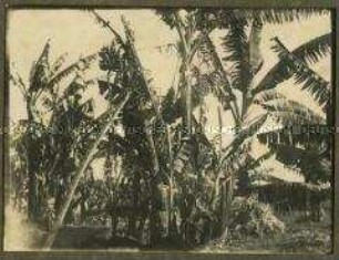 Palmenpflanzen