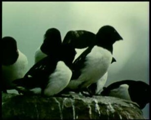 Plautus alle (Alcidae) - Verhalten am Ruheplatz