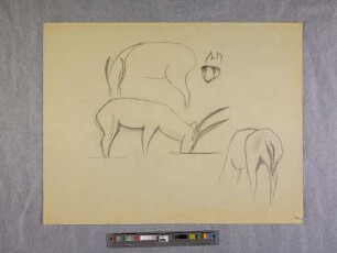 o. T. (Antilope; aus dem Zoo-Zeichnen an der Burg Giebichenstein in Halle)
