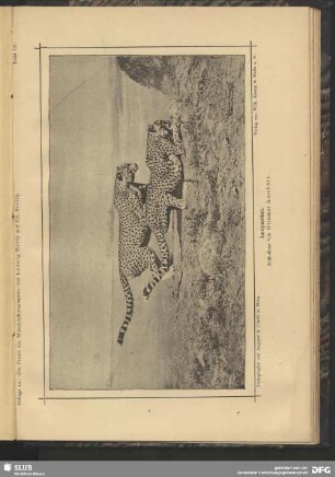 Leoparden