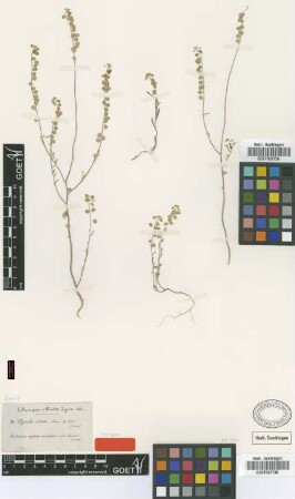 Clypeola ciliata Boiss. [isotype]