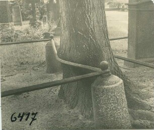 Altona, auf dem Friedhof Ottensen: Baumstamm verdrängt eine eiserne Stange.