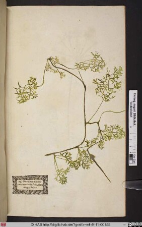 Geranium aethiopicum myrrhidis folio, flore magno striato.