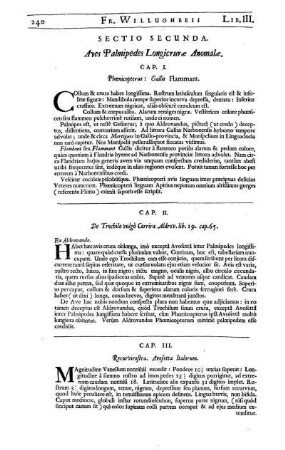 Cap. III. Recurvirostra. Avosetta Italorum