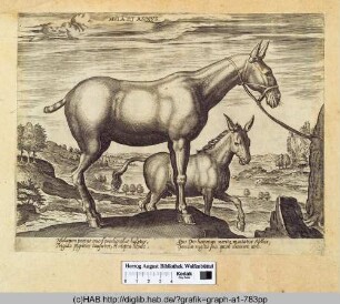 Mula et asinus.