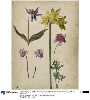 Hundszahn, Narzisse, Neapler Alpenveilchen, Kronen-Anemone