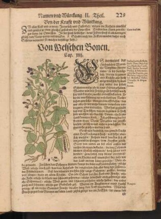 Von Welschen Bonen, Cap. XIII