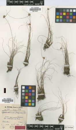 Cyperus stramineo-ferrugineus Kük. [type]