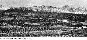 Kalifornien, Landwirtschaft, Obstbau, Zitronenhaine, künstliche Bewässerung, Aufnahme, Handelskammer Los Angeles