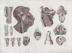 Anatomie der Ernährungsorgane (Kaumuskulatur)