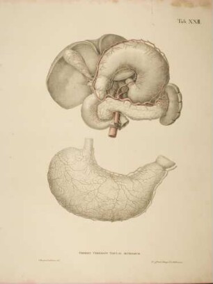 Arterien des Magens, Zwölffingerdarms, der Bauchspeicheldrüse und Milz