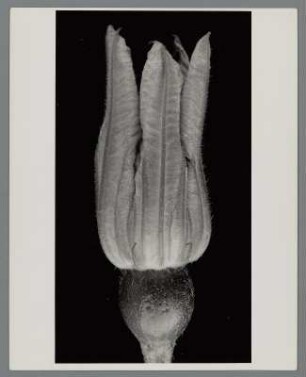 Gartenkürbis, männliche Blüte (Cucurbita pepo)