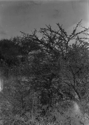 Kameldorn : Kameldornbaum. Hier durch Umwelteinflüsse eher als Busch wachsend.