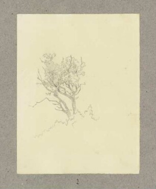 Baum