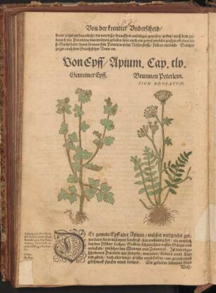 Von Epffm Apium, Cap. CLV
