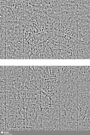 Lilienschild + IESV / LW 3 = S.47/48 + 67/68