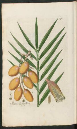 495. Phoenix dactylifera