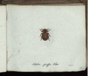 Silpha grossa Fabr. [bis] Curculio horridus Mihi.