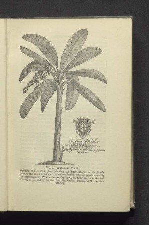Fig. 3. A banana plant