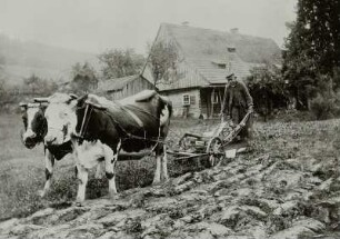 Saupsdorf, mit Kuhgespann pflügender Bauer, um 1900