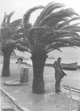 Italien. Stürmischer Tag an der Strandpromenade in Alassio (Ligurien) an der italienischen Riviera. Die Palmen biegen sich im Sturm
