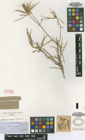 Croton stenophyllus Griseb. [holotype]