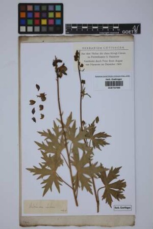 Delphinium elatum L.
