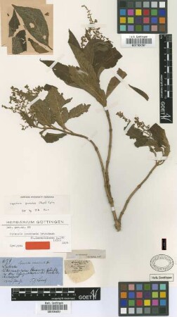 Sphacele acuminata Griseb.