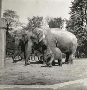 Asiatischer Elefant (Elephas maximus) im Dresdner Zoo. Von links nach rechts: Carla (Elefantenkuh), Safari (Elefantenkuh) und Elefantenjunges Schoepfi