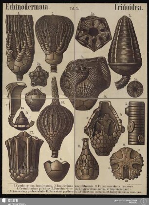 Tafel 10: Echinodermata : Crinoidea