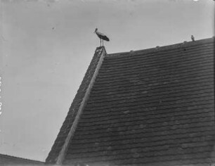 Weißstorch : Weißstorch (Ciconia ciconia Linnaeus) in Haselbach auf einem Hausgiebel.