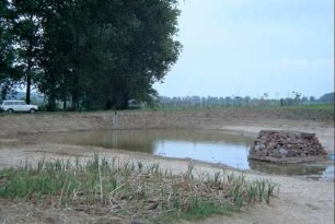 Flächennaturdenkmal Teichanlage, Enteninsel in abgelassenem Teich
