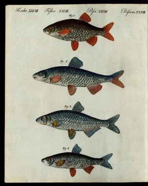 Teutsche Flussfische.