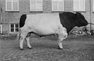Institut für Tierzuchtforschung Dummerstorf. Schwarzbunt-Zuchtbulle