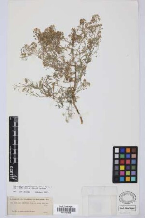 Lobularia intermedia Webb & Berthel.