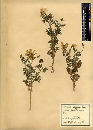 Ranunculaceae Adonis aleppica Boissier, Edmond (1810 - 1885) [Arak el-emir, Araq el-emir]