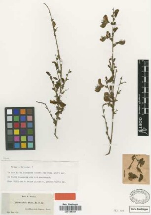 Cytisus affinis Boiss. [type]