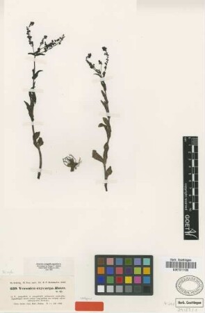 Veronica anagallis-aquatica L.