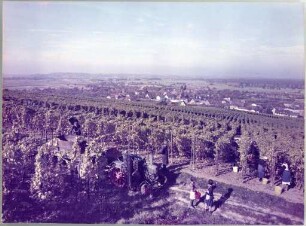 Weinlese bei Schallstadt